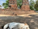 ayutthaya2