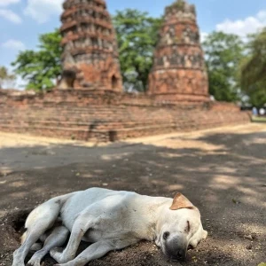 ayutthaya2